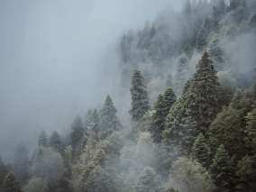 туман над лесом